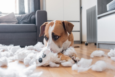 Cuidados Essenciais com a Higiene do seu Pet: Dicas e Truques para Manter seu Animal Limpo e Confortável